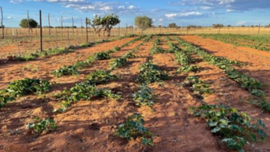 Photo of DIVAGRI истражувачки проект – продуктивноста на земјоделските производители преку воведување на седум нови технологии