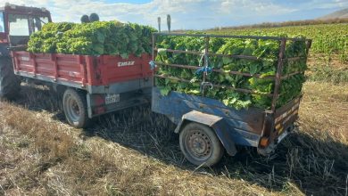 Photo of Тутунарот Љубе Жежо од село Мажучиште до максимум ја искористи оваа сезона со тутунот