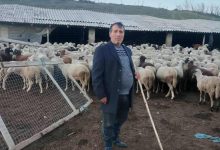Photo of Сточарот Божидар Костиќ од Валандово си ги бара субвенциите за 300 грла овци – зима иде пари нема!