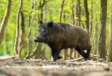 Photo of Соопштение од МЗШВ – кандидати кои ќе полагаат ловечки испит