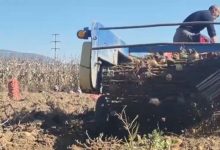 Photo of Почна вадењето на компирот во Тетово, пазарот и времето – предизвик за земјоделците