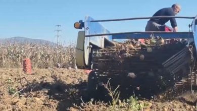 Photo of Почна вадењето на компирот во Тетово, пазарот и времето – предизвик за земјоделците