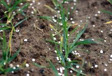 Photo of Земјоделците ќе седат пред компјутер, а дронови ќе ги прскаат и ѓубрат нивите