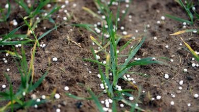 Photo of Земјоделците ќе седат пред компјутер, а дронови ќе ги прскаат и ѓубрат нивите