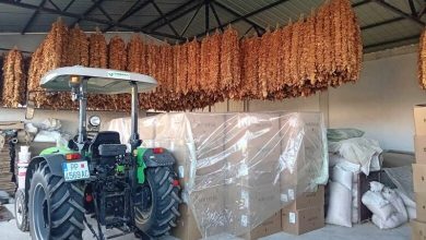 Photo of Откупувачите си поигруваат со тутунарите, покрај ниски откупни цени пресметуваат и кало од 3 до 5 отсто, се жалат производители