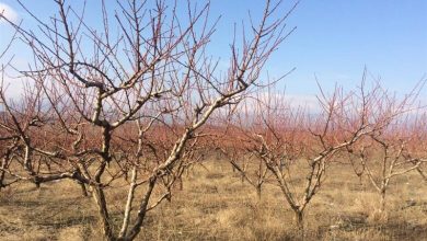 Photo of Календар за полјоделците за месец ноември – магла, мраз, слана