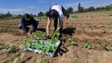 Photo of УБАВА ВЕСТ! Стартува исплатата на средства за мерка 112 за млади земјоделци