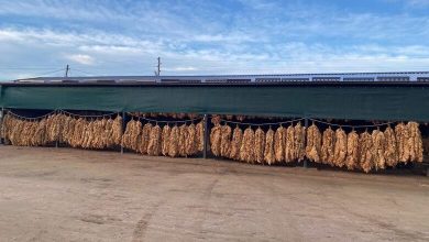 Photo of Измените на Законот за тутун се приоритет пред новата реколта! – соопштение на тутунски здруженија