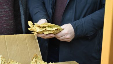 Photo of Националната земјоделска мрежа бара 600 денари за килограм откупен тутун