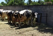 Photo of Одгледувачите на крави во паника, добиле најави за ново намалување на цената на суровото млеко