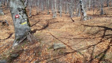 Photo of Четворица Швеѓани ловеле дивеч кај село Штавица, фатени се со месото исечено на парчиња