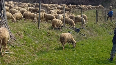 Photo of Најверојатно над 800 сточарите не зедоа субвенции за овците. Дали проблемот е бројот на предадени јагниња во кланица?