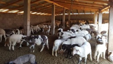 Photo of Расте гневот кај сточарите: Кој ги изброја погрешно јагнињата? – Сточарите, кланичарите или власта?