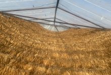 Photo of Каракашев со реакција – Општ хаос во откупот на преостанатите количини на тутун