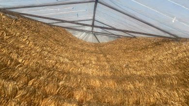 Photo of Каракашев – За колку пари работат тутунарите?