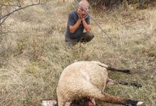 Photo of Глутница кучиња скитници од депонијата Мегленци им ги јадат овците на сточари од Пелагонија