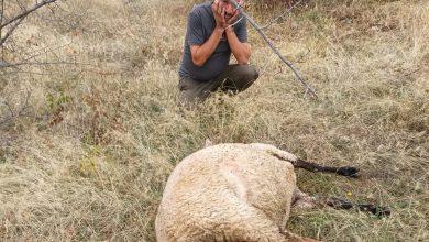 Photo of Глутница кучиња скитници од депонијата Мегленци им ги јадат овците на сточари од Пелагонија
