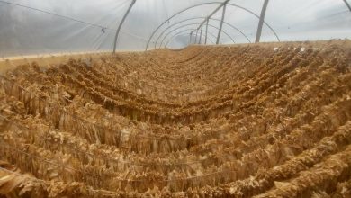 Photo of Каракашев – Националната земјоделска мрежа се вклучи во Инцијативата за измени и дополнувања на Законот за тутун