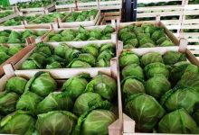 Photo of Зголемен е извозот на земјоделски производи за 5,5 проценти во 2025 споредбено со 2024 година