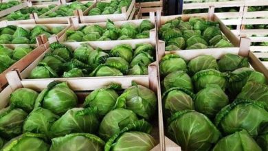 Photo of Зголемен е извозот на земјоделски производи за 5,5 проценти во 2025 споредбено со 2024 година