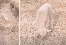 Photo of Божиќно бебе во скопската Зоолошка градина