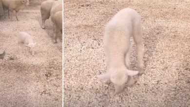 Photo of Божиќно бебе во скопската Зоолошка градина