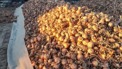 кромид - фото Зелена берза