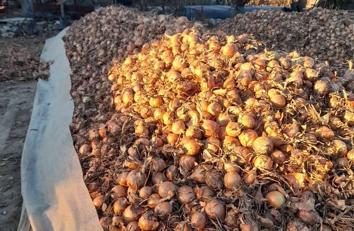 кромид - фото Зелена берза