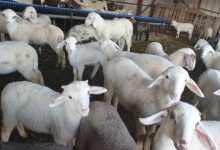 Photo of Насер Џемаили по средбата со кланичарите – Јагнето да се откупува по една цена од почеток на откупот до крај