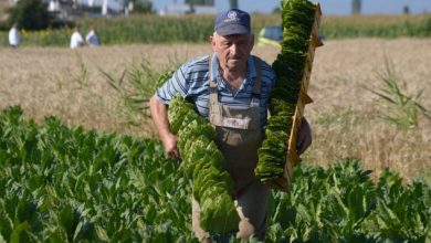 Photo of Соопштение до тутунопроизводителите! – Проверете ги податоците во ЕРЗС, да ги ажурирате сите катастарски парцели